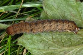 Image result for Hyppa rectilinea