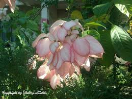 Dona Sirikit Mussaenda Queen Of Thailand Tropical Garden Leaves And Flowers