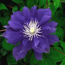 We did not find results for: Clematis Kiri Te Kanawa Friedrich M Westphal Clematiskulturen Clematis Pflanzen Clematis Pflanzen
