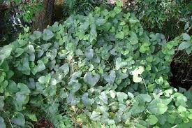 Image result for Aristolochia odoratissima L.