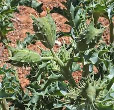 Image result for Argemone