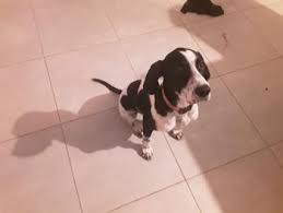 Puppy Growth Chart Perle Pointer Female
