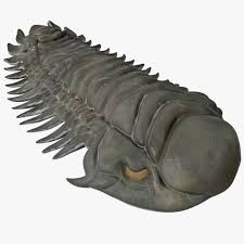 Trilobite Fossil 2 3d Model Ad Trilobite Fossil Model In 2020 Trilobite Fossil Trilobite Fossil