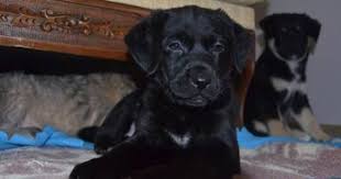 sozlesmeli kisirlastirma ve evde bakilma sartiyla kopek labrador retrievers yavru kopek