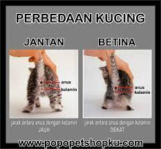 Anda bisa meletakkan kucing betina di ruangan khusus atau di dalam kandang. Popo Petshop Cara Membedakan Kucing Jantan Dengan Betina