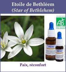 Elixir Floral Californien Bleeding Heart Fleurs De Bach Elixir Floral Bethleem