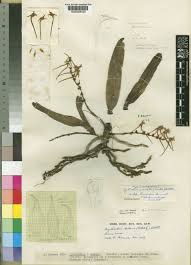 Image result for Cyrtorchis neglecta