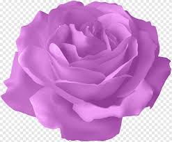 We did not find results for: Pink Rose Blue Rose Flower Purple Rose Violet Orange Png Pngegg