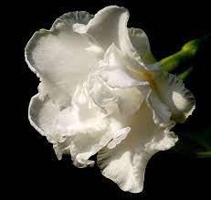 Pin On Flores