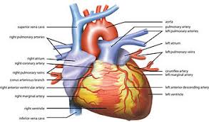 Heart Rate Wikipedia