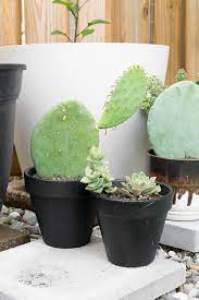 Once you are fully convinced your plant has good offsets/pups for propagation, follow the steps outlined below to turn while they must be handled with care to avoid personal injury, prickly pear cacti provide a unique and rustic feel to their surroundings. How To Propagate Prickly Pear Cactus Using Pads