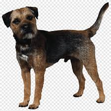 The cute border terrier is a rugged and tough breed of dog. Border Terrier Cairn Terrier Boston Terrier Norfolk Terrier Rottweiler Chiot Mammifere Animaux Png Pngegg