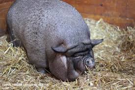 Pigs as pets, pig education, care of pigs, preserving pigs, protecting pigs, pet pigs. Body Condition Scoring The Miniature Pig Lafebervet
