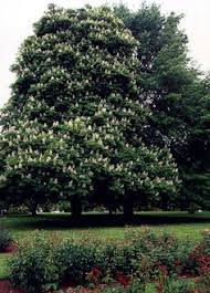Horsechestnut tree pictures category contains pictures of horsechestnut trees for each horse chestnut tree photo you like, just click on the image to make the horse chestnut growth rate: 100 Horse Chestnuts Ideas Chestnut Horse Chestnut Horse Chestnut Trees