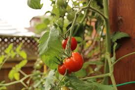 Plants with lateral flower clusters, and no terminal, are indeterminates. A Comprehensive Guide To Cherry Tomatoes Catsup And Mustard