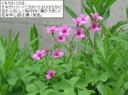 三つ葉でピンクの花が咲く植物の名前 三つ葉でピンクの花が咲く植物の ガーデニング 家庭菜園 教えて Goo
