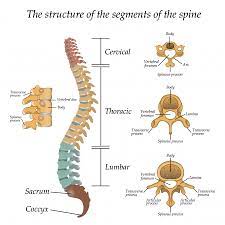 The spine diagram shown below, consists of many bones or vertebrae,soft discs,the spinal cord, and spinal nerves. Spinal Anatomy Center Cervical Thoracic And Lumbar Spine Info