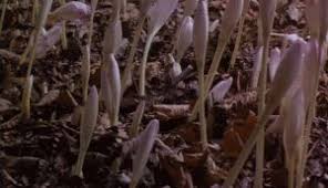 Frances hodgson burnett's the secret garden. Tsg The Secret Garden Plants Gif On Gifer By Kazishicage