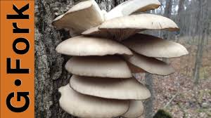 Check spelling or type a new query. Oyster Mushroom Hunting Foraging Identification Gardenfork Youtube