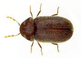 Unfollow hard shelled bugs to stop getting updates on your ebay feed. Drugstore Beetle Wikipedia