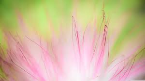 Estos son ideales para descargar en dispositivos móviles u ordenadores y lego utilizarlos como fondos de pantalla. Fondos De Pantalla Suaves Fondosmil