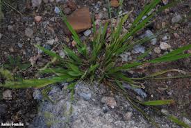 Image result for Steinchisma