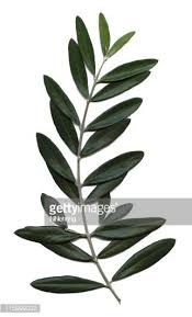 Olive Branch Peace Symbol Similar Photographs From My Portfolio Olive Tree Tattoos Tree Tattoo Small Olive Branch
