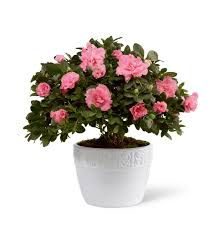 Check spelling or type a new query. The Ftd Vibrant Sympathy Planter Iowa City Ia Florist
