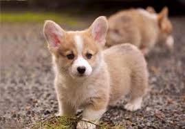 This is because it's impossible to predict which traits puppies will inherit from their parents. Best Corgi Rescues In Colorado 2021 We Love Doodles