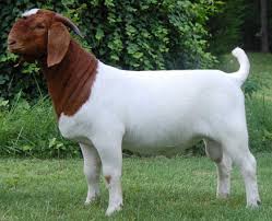 Kambing kacang atau sering di kenal juga sebagai kambing jawa dan kambing etawa. Cara Budidaya Kambing Boer Bagi Pemula Terlengkap