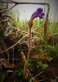 Image result for Orobanche