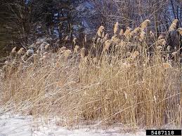 Image result for Phragmites