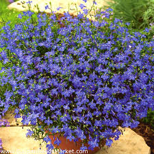 Check spelling or type a new query. Biji Lobelia Sapphire Lobelia Pendula 6400 Biji Garden Seeds Market Bebas Biaya Kirim