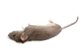 La souris morte image stock. Image du finale, cadavre - 17763077