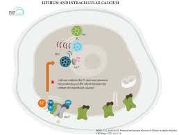 It helps one have more control over his/her emotions. Lithium S Mechanism Of Action A Synopsis And Visual Guide