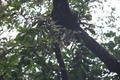 Image result for Cyrtorchis neglecta