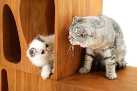 Kedilerde Kur Yapma Ve Ciftlesme Kedi Blog