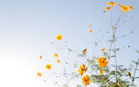 There are 102 floral pc wallpaper for sale on etsy, and they cost $21.41 on average. Spring Flowers Aesthetic Macbook Wallpapers Wallpaper Cave