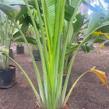 Image result for Ravenala madagascariensis