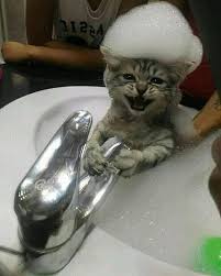 Terjual jual santai kucing anggora kitten bogor kaskus. Pecinta Kucing Sur Instagram Jangan Lupa Mandi Gaes Picture From Fb Kuy Follow Kami Pecintakucing Like And Tag Tem Humor Kucing Kucing Kucing Bayi