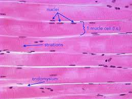 Histology Skeletal Muscle Cells L S Skeletal Muscle Muscle Human Anatomy