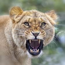 angry lioness by josef gelernter 500px female lion wild cats lioness