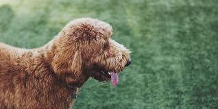 A mini labradoodle is a designer cross breed with a labrador and a miniature poodle parent. 10 Amazing Facts About Labradoodles You Might Not Know
