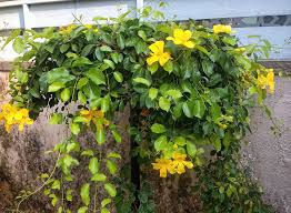 Image result for Dolichandra