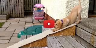Funny dogs trying out slides. This Video Is Definitive Proof That Every Puppy Needs Its Own Slide