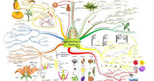 Weather Photosynthesis Photosynthesis Mind Map Photosynthesis Quotes Photosy Weather Photosynthesis In 2020 Concept Map Science Mind Map Mind Map Examples