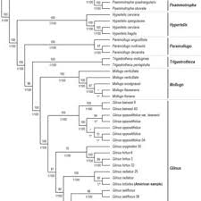 Image result for Glinus hirtus