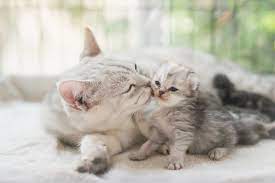 The Lifespan Of Cats Oakland Veterinary Referral Services