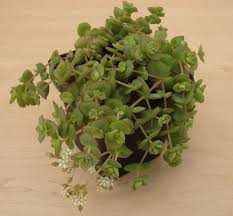 Marginalis ‚variegata', sind die herzförmigen blätter. Crassula Pellucida Subsp Marginalis Online Plant Nursery South Africa Succulents For Sale South Africa Bromeliads For Sale South Africa Plant Fanatics