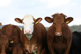 Ini foto tentang orang, potret, pria. Lembu Baka Nombor Pengeluaran Koncept Kadr